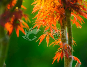 紅葉