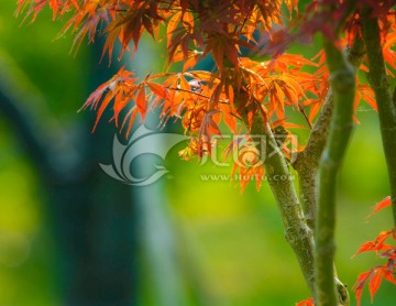 紅葉