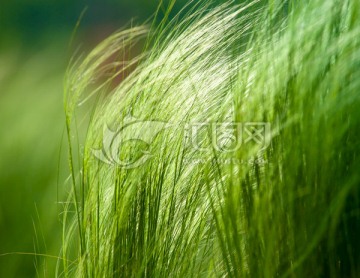 針茅草