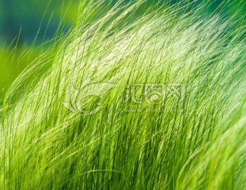 針茅草