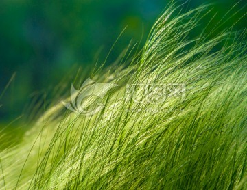 針茅草