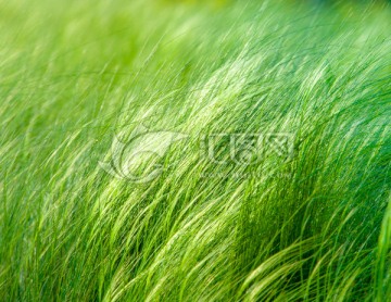 針茅草