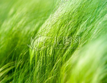 針茅草