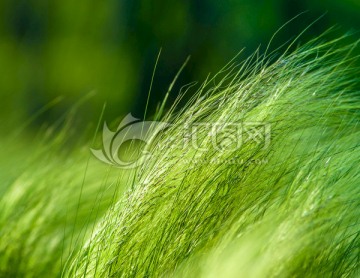 針茅草