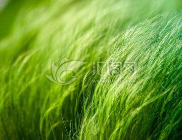 針茅草