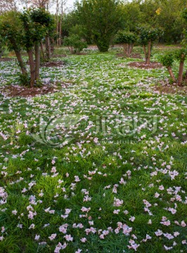 落花满地