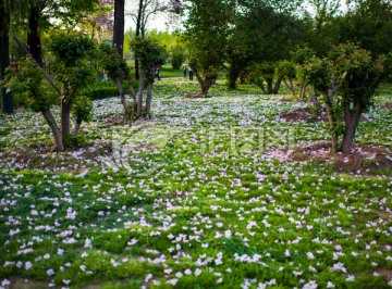 落花满地