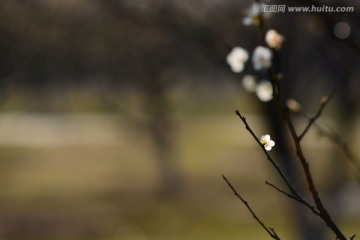 广州萝岗香雪梅花