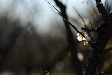 广州萝岗香雪梅花