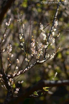 广州萝岗香雪梅花