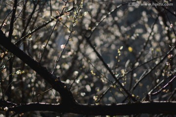 广州萝岗香雪梅花