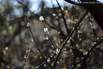 广州萝岗香雪梅花