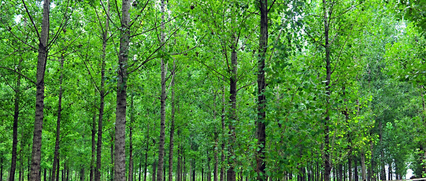 树林  丛林  绿色背景