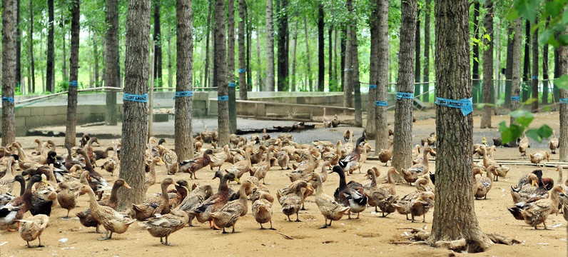 鸭子养殖   生态园