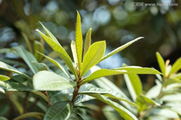 枇杷樹
