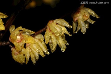 雨中腊梅