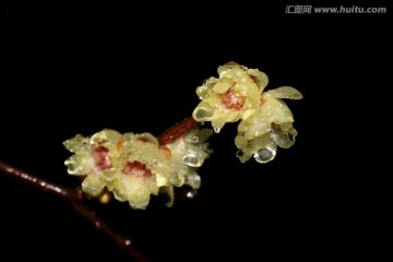 雨中腊梅