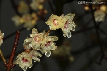 雨中腊梅