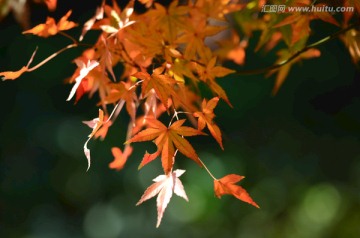 枫树枝条 枫叶