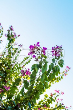 羊蹄甲 紫荆花背景墙 绿叶