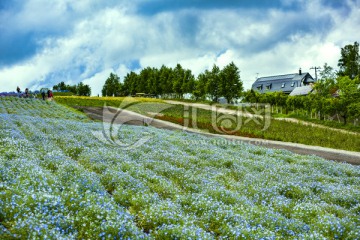 北海道花田