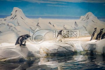 企鹅 冰雪 海洋馆