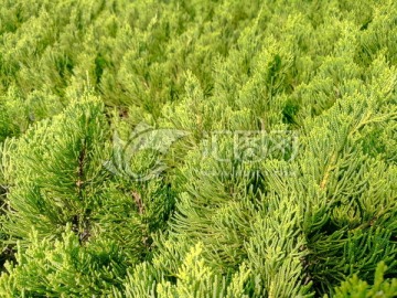 绿叶背景 绿色背景