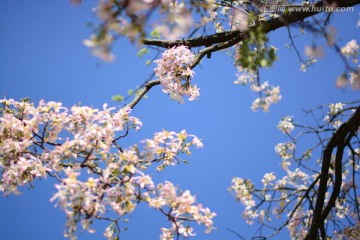 广州华南师范大学异木棉