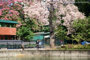 广州华南师范大学异木棉