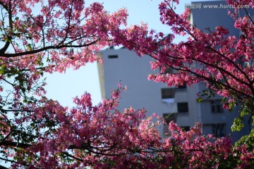 广州华南师范大学异木棉