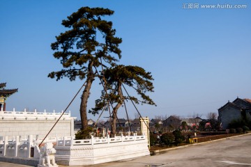 松树