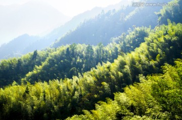 竹林 竹海