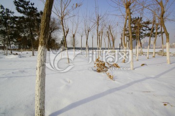 沈阳雪景 白雪覆盖的城市绿地