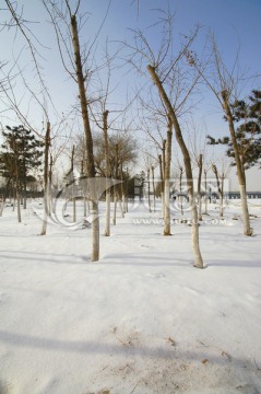 沈阳雪景 白雪覆盖的城市绿地