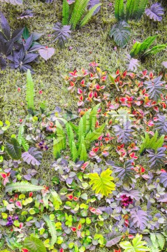绿色植物装饰墙