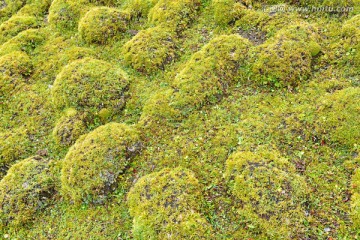 草原特写