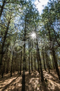 阳光透过松树林