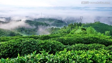 茶园 茶乡 茶叶 茶文化 生态