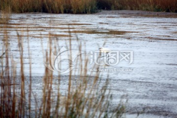 南汇嘴观海公园湿地