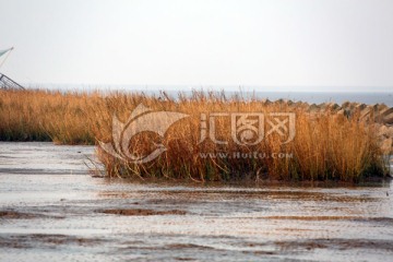 南汇嘴观海公园湿地