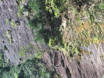 武夷山大红袍母树