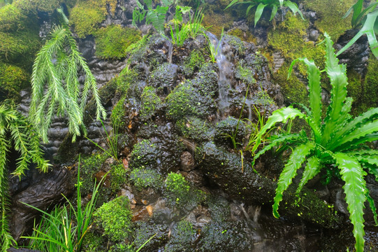 热带植物