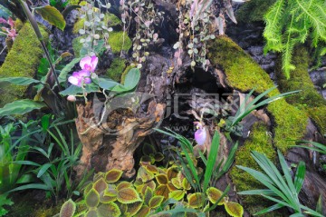 热带雨林植物