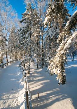 阳光森林雪原