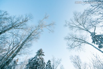仰望蓝天树林雪景
