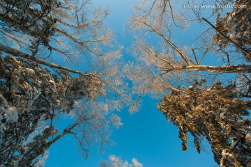 树林仰望天空