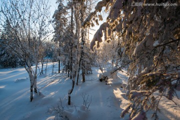 森林雪景