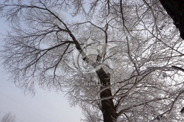 冬天 树挂