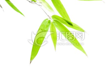 竹葉高清 竹林高清 竹枝
