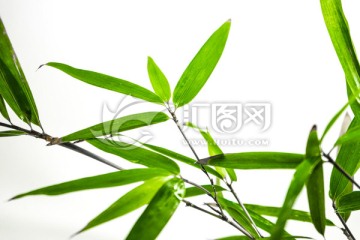 竹葉高清 竹林高清 竹枝